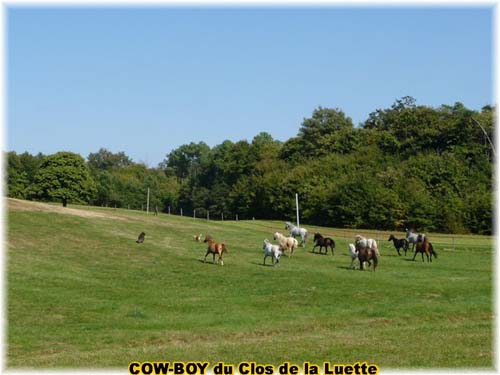 le bouvier des flandres et le cheval - Elevage du CLOS DE LA LUETTE - COPYRIGHT DEPOSE